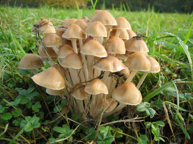 Psathyrella multipedata ?